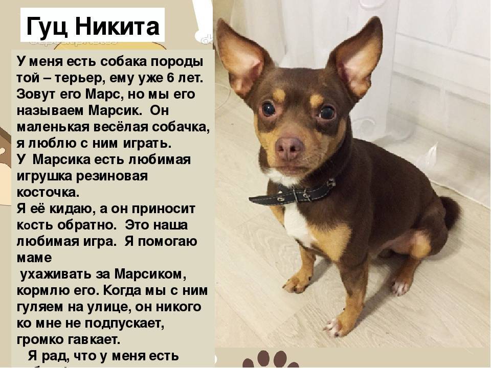 Длинношерстный той-терьер: внешний вид, характер и условия содержания