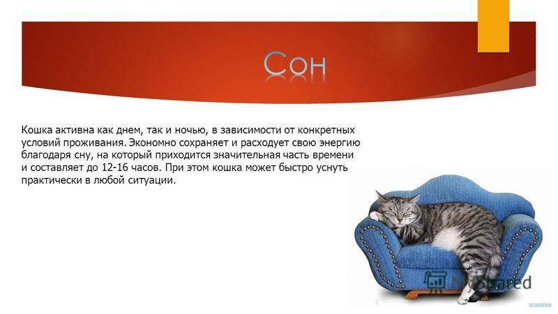 Сколько часов в сутки спят кошки? - животный мир