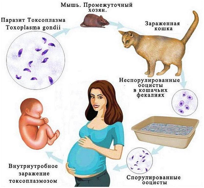 Чем можно заразиться через поцелуй?