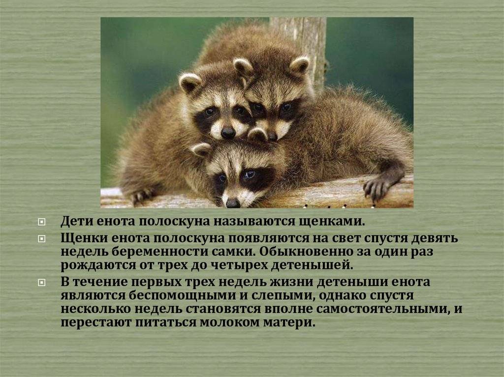 Енот описание и образ жизни