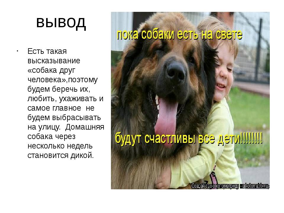 Самые преданные собаки - топ 25 пород самых верных собак с фото.