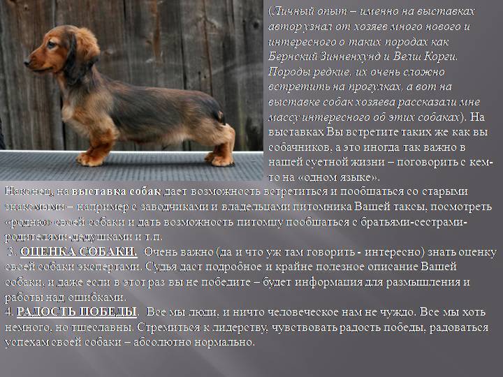 Сколько живут таксы в домашних условиях
