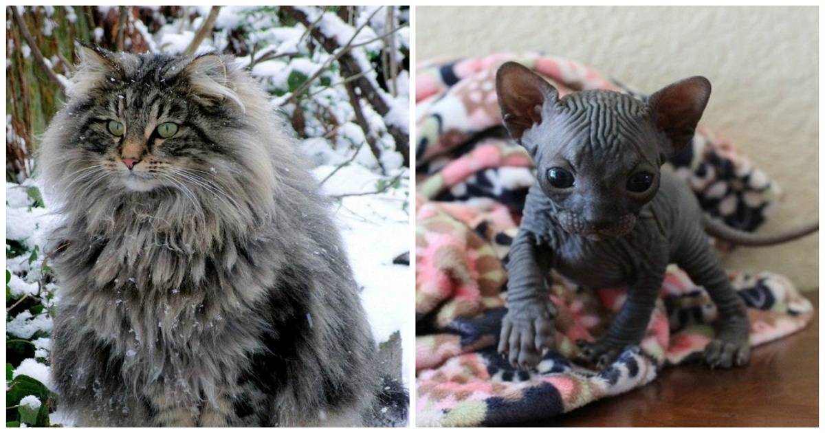 Мурлыки-долгожители: самые старые коты и кошки в мире