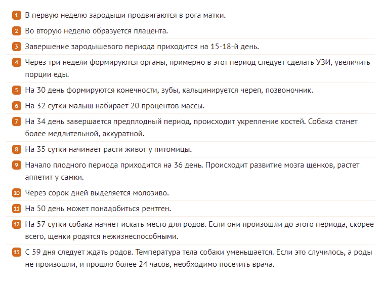 Как принимать роды у йорков - myyorks