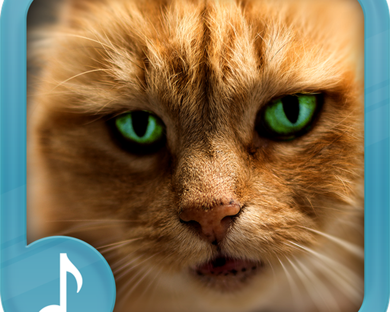 Музыка для кошек: какие звуки любят слушать кошки, песни david teie's