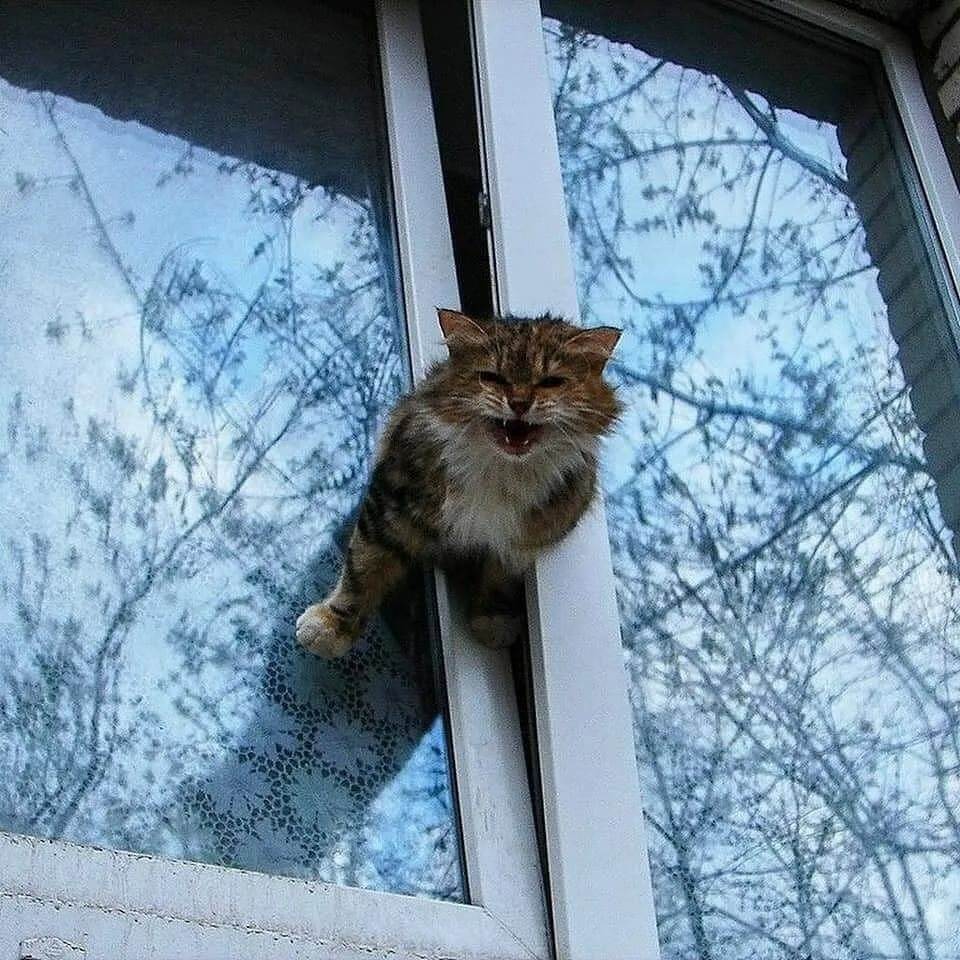 Падение кошек с высоты