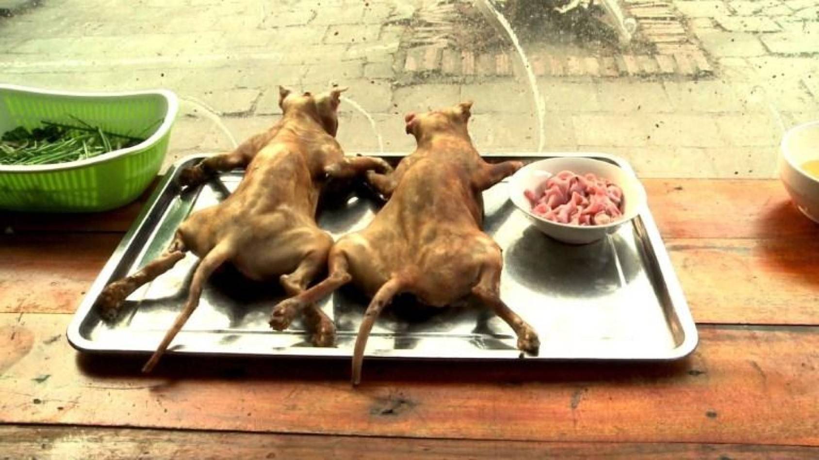 в китае едят собак