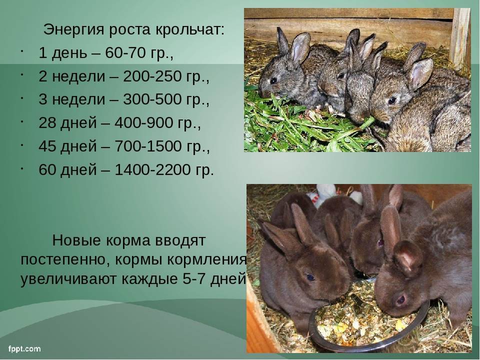 Кролики великаны