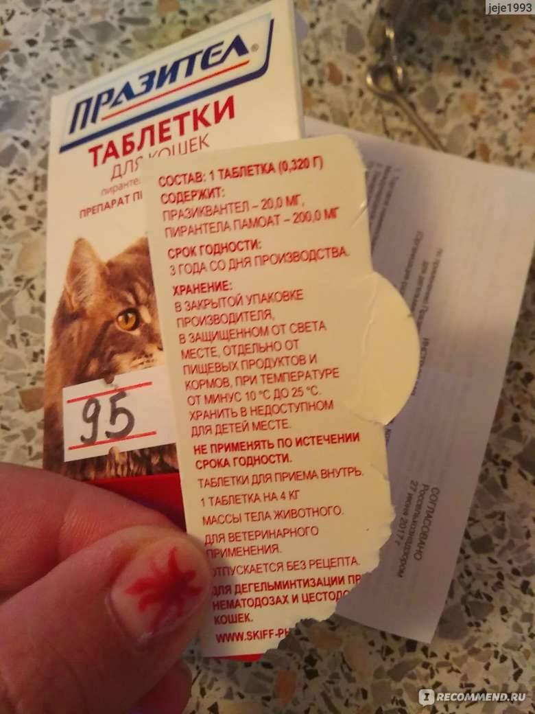 Таблетки для кошек от глистов, обзор лучших противоглистных препаратов