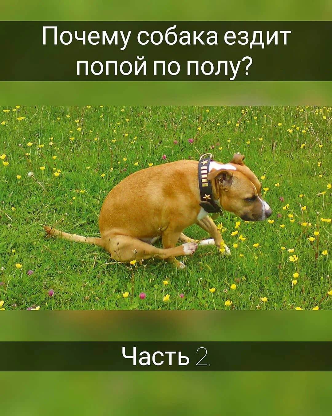Почему собака ездит на попе по полу: что это значит