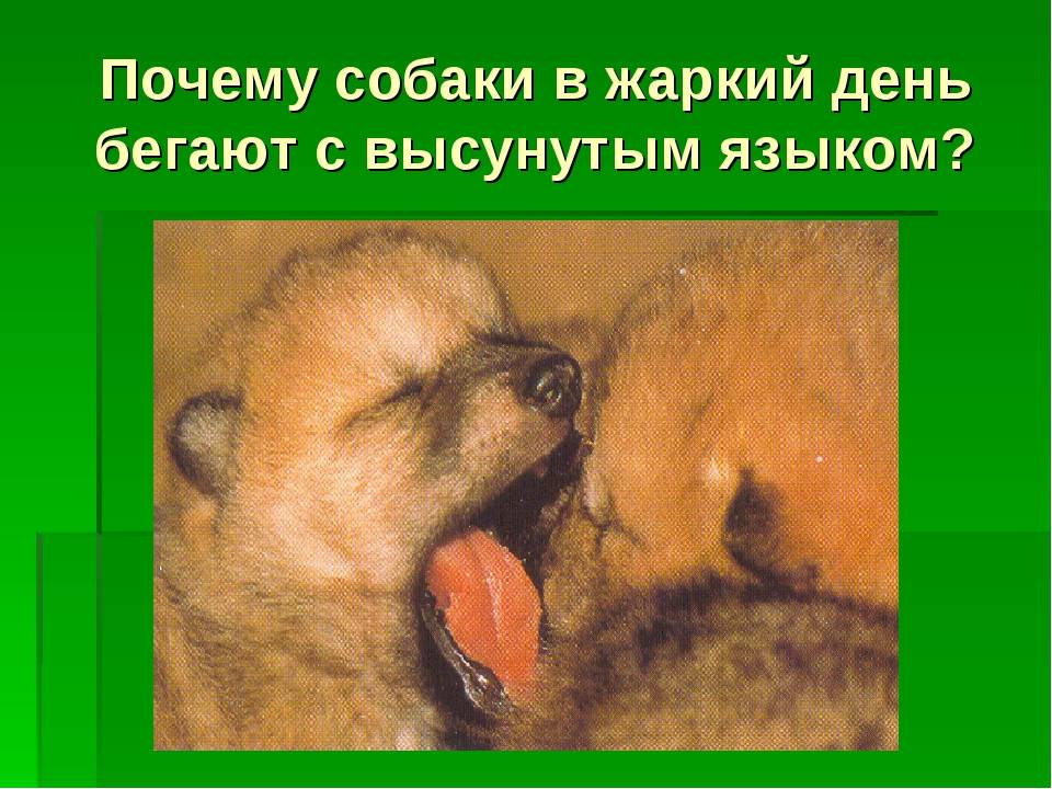 Почему собака дышит и высовывает язык