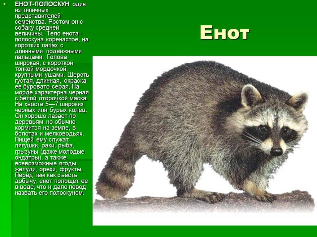 Еноты