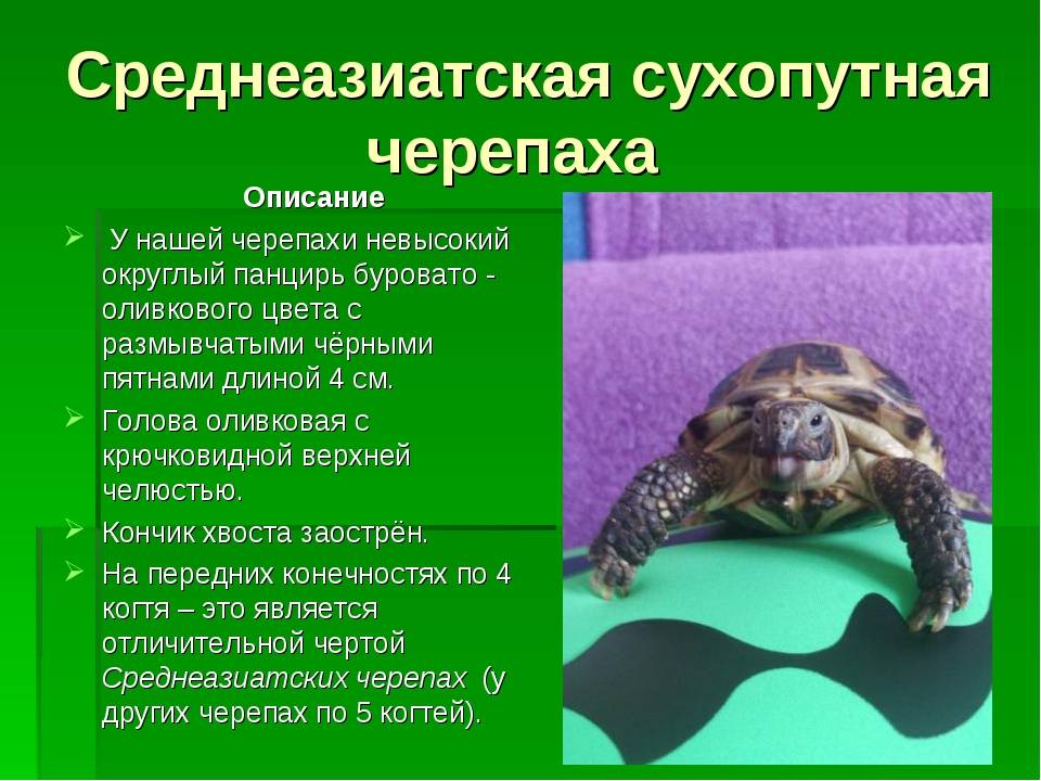 Какую черепаху лучше завести дома для ребенка, как правильно выбрать