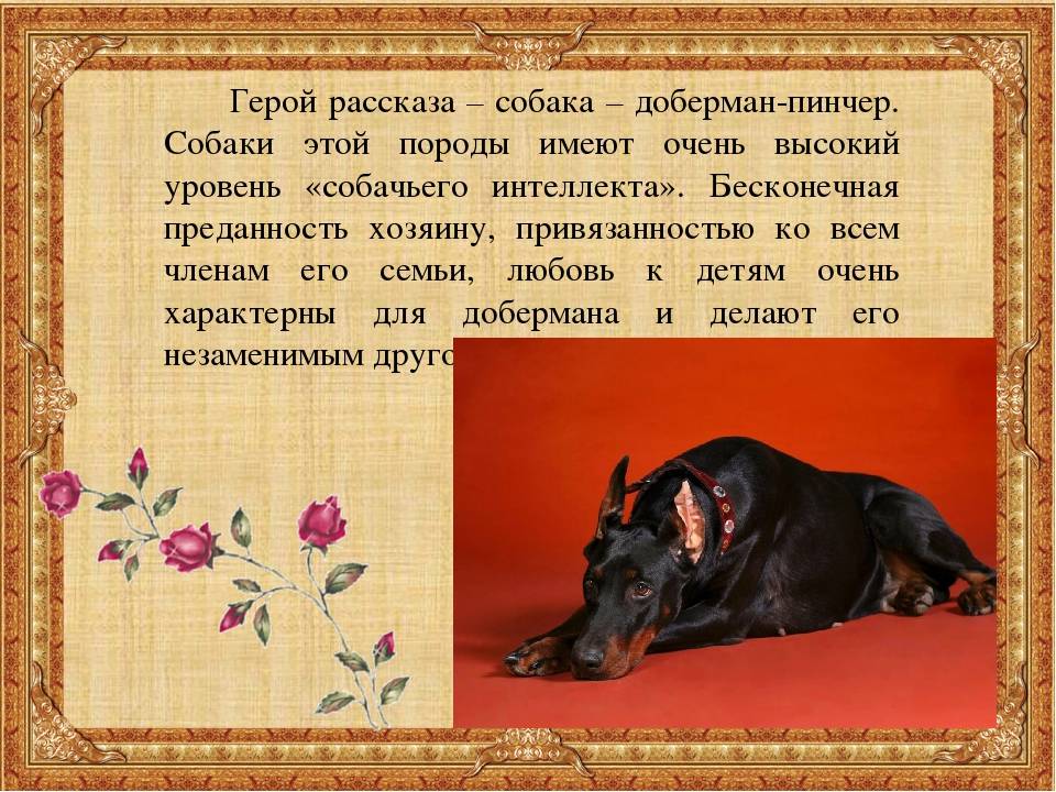 Доберман-пинчер