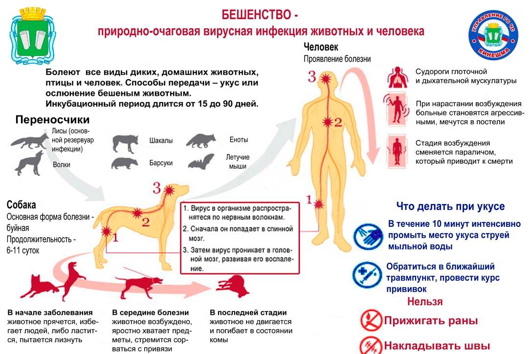 Бешенство у собак – симптомы и признаки - статьи о ветеринарии «свой доктор»