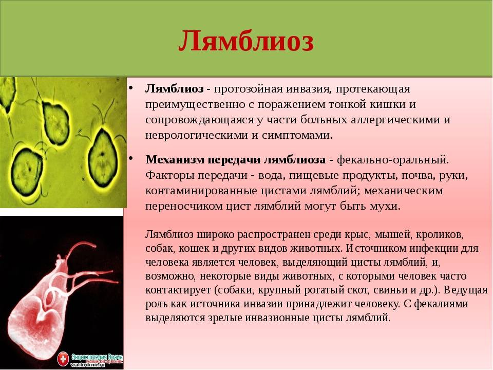 Лечение лямблий у кошек схема