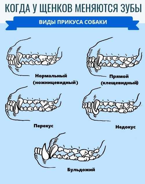 Смена зубов у йоркширского терьера: сколько должно быть, когда выпадают молочные, неправильный прикус, зачем надо чистить