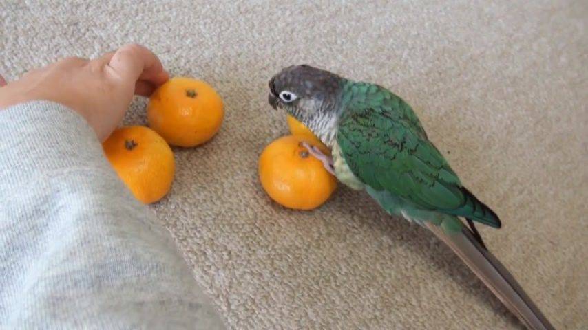 Попугай ест фрукты. Попугай Мандаринка. Что едят попугаи. Попугайчик мандарин.