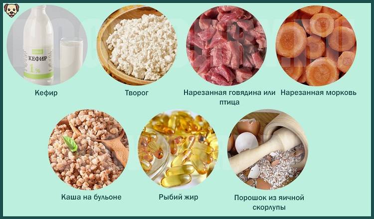 Кормление лабрадора ретривера | наши лучшие друзья
