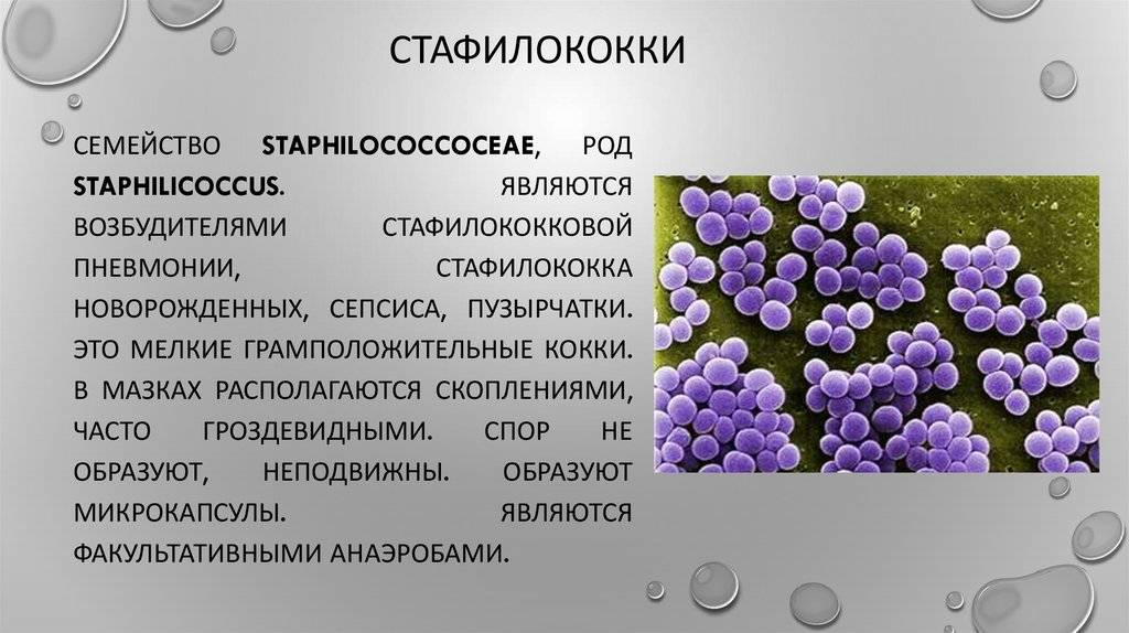 Кожный стафилококк - симптомы, лечение, исследование. что такое staphylococcus epidermidis? * клиника диана в санкт-петербурге