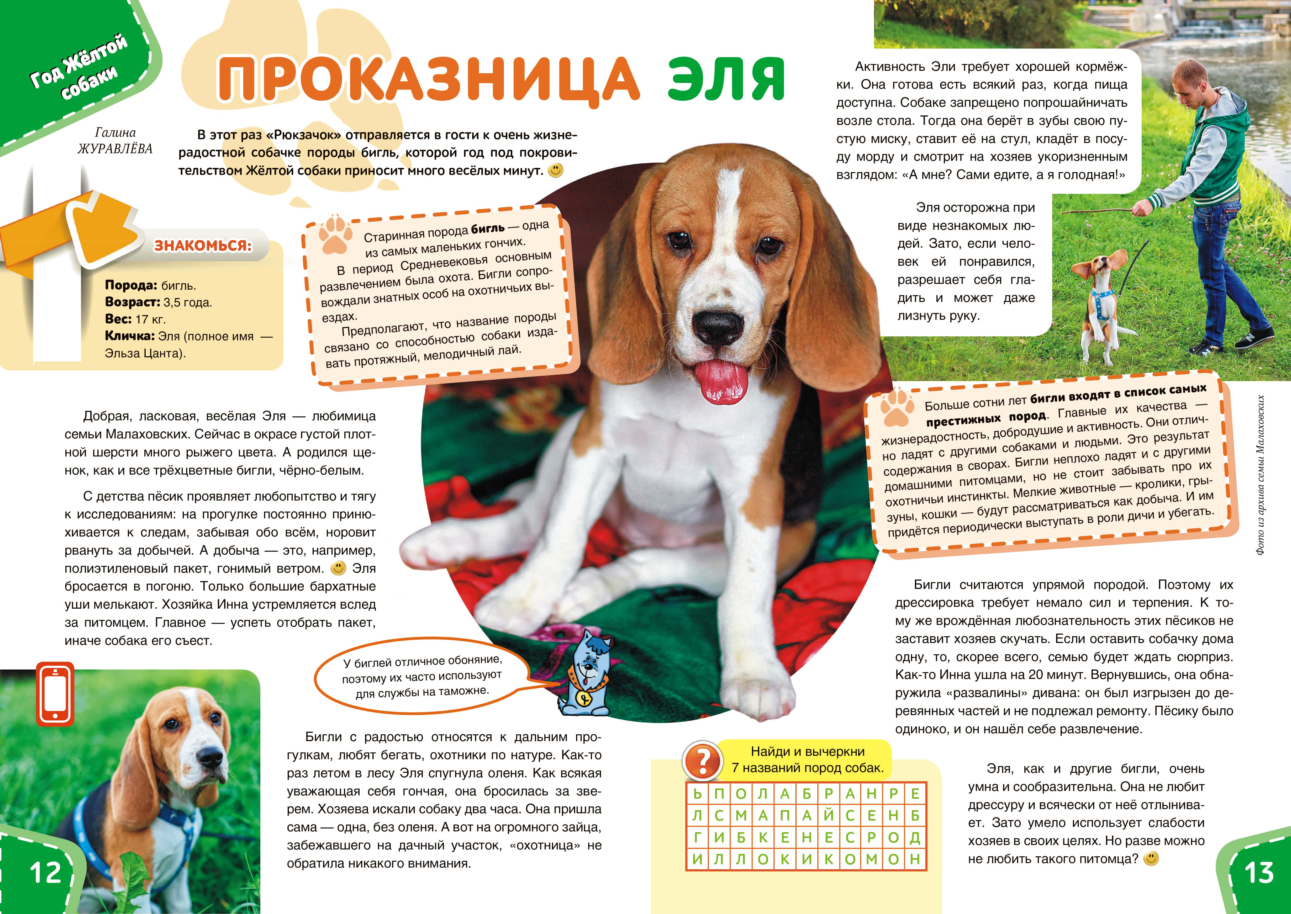 Самые преданные собаки - топ 25 пород самых верных собак с фото.