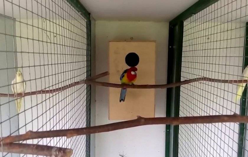 Вольер для птиц: для чего необходим волнистым попугаям, как сделать своими руками, особенности уличных сооружений