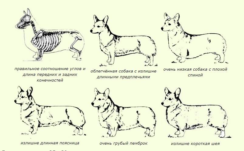 Вельш корги пемброк: стандарт породы