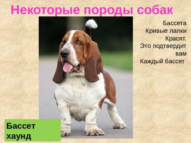 Бассет хаунд: описание породы собак и характер