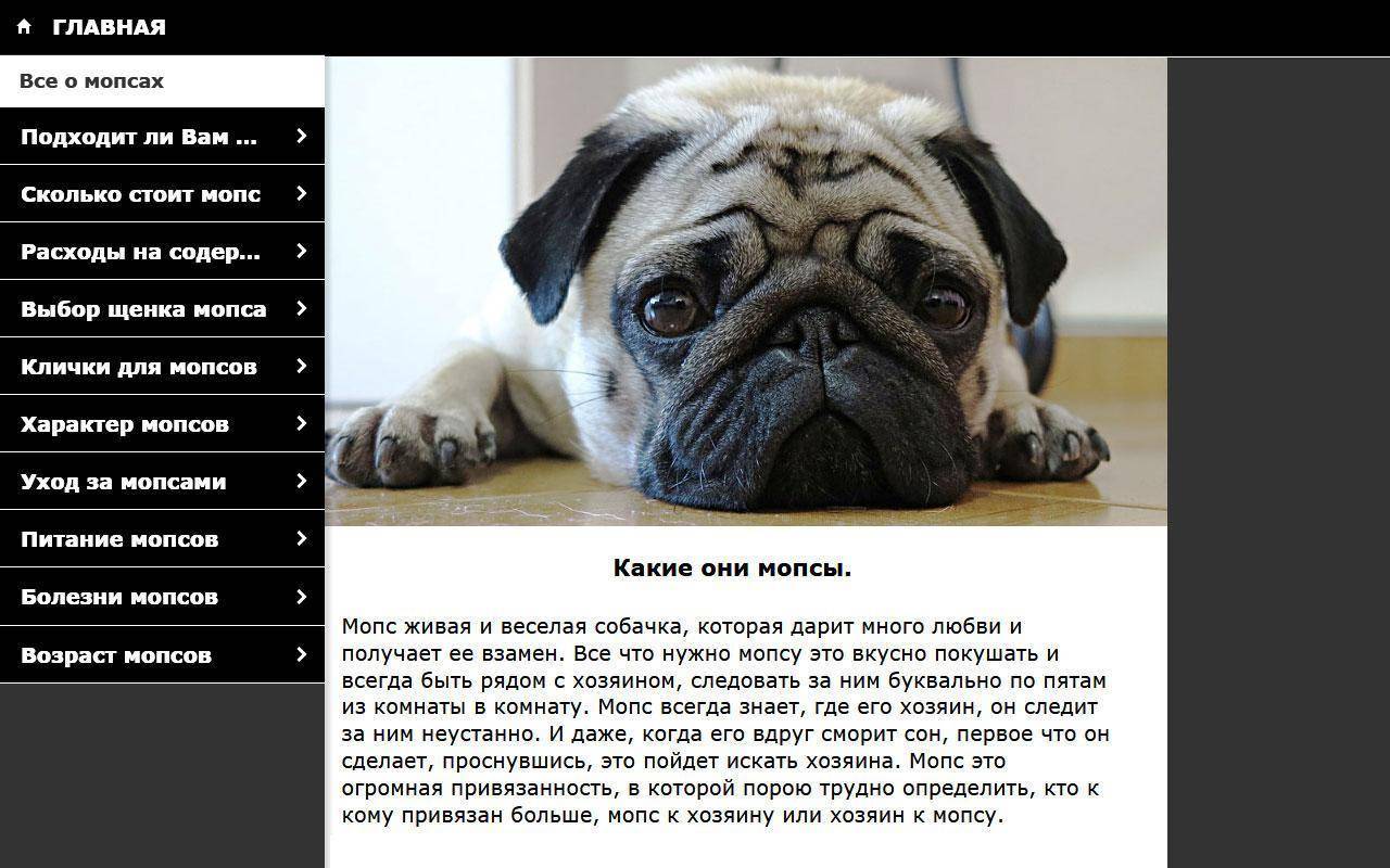 Порода собак мопс: характеристика породы, уход и кормление, щенки, стандарты - zoosecrets