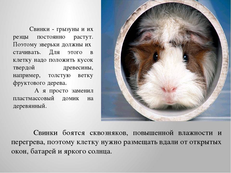 Как видят морские свинки наш мир, особенности зрения грызуна