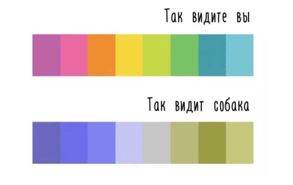 Как видят собаки наш мир
