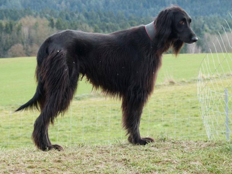 ᐉ тайган (киргизская борзая) — фото и описание породы собак - getzoofood.ru