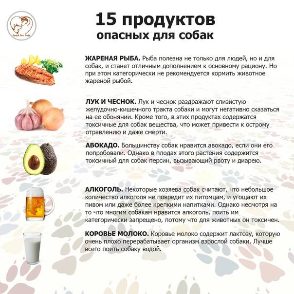 Чем нельзя кормить собаку