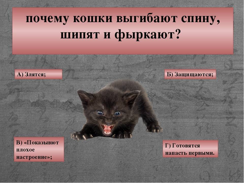 Внезапное проявление агрессии у кошки. в чем причина и как с этим бороться? | блог ветклиники "беланта"