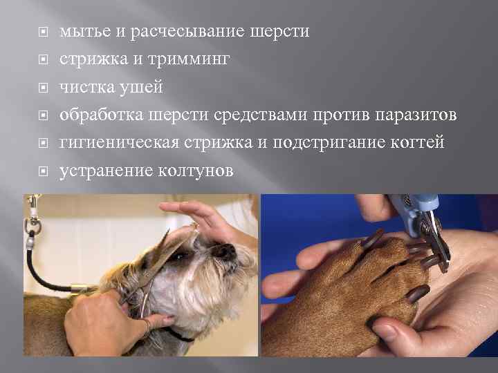 Как подстричь собаку в домашних условиях?