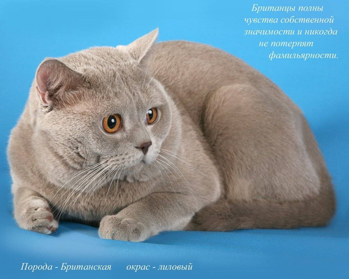 Британская порода кошек: история, внешние особенности, характер, советы по содержанию и уходу, фото британцев