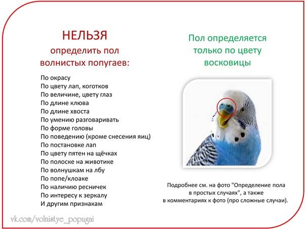 Определение возраста волнистого попугая | как узнать возраст попугайчика