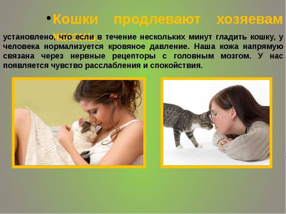 Что такое фелинотерапия или как кошки лечат людей от болезней