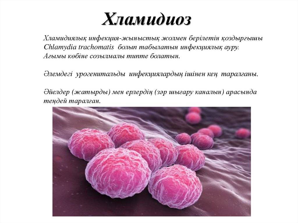 Хламидиоз у собак
