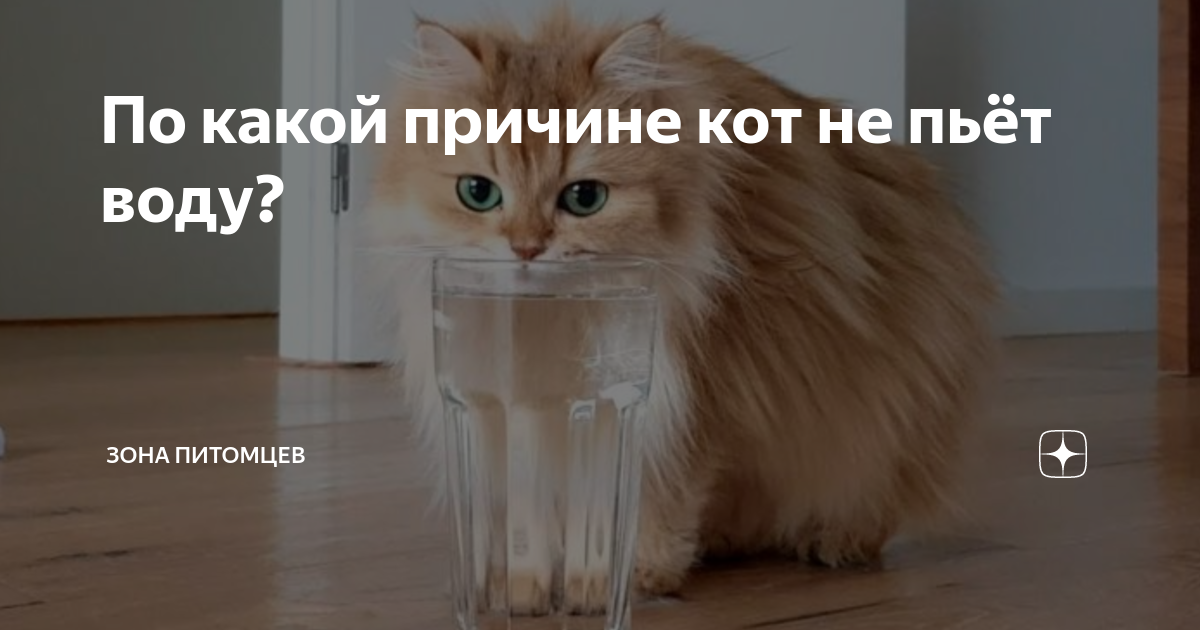 Кошка не ест, только пьет воду и спит: причины, лечение в домашних условиях