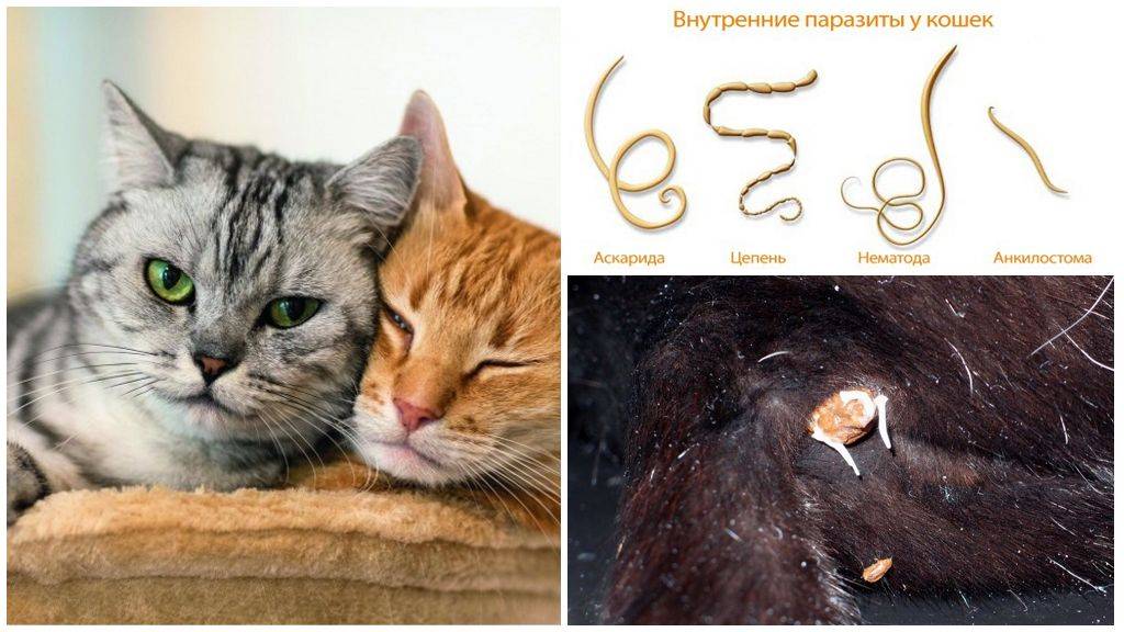 Кошачьи паразиты: фото, названия и методы лечения