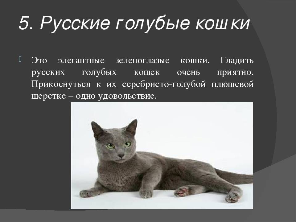 Как определить русского голубого кота: 12 шагов