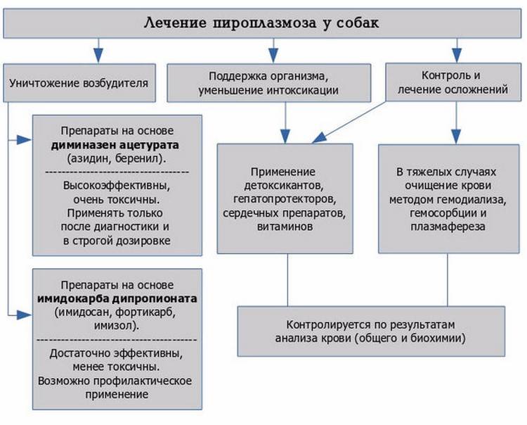 Пироплазмоз у кошек: миф или реальность?