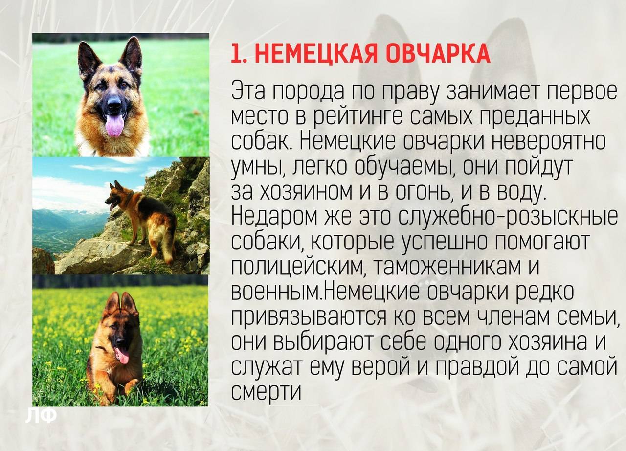 Что такое пэт класс для щенков