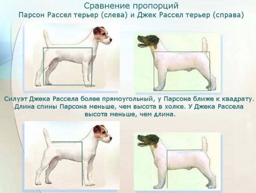 Парсон рассел терьер: история, стандарт и характер породы (+ фото) | ваши питомцы