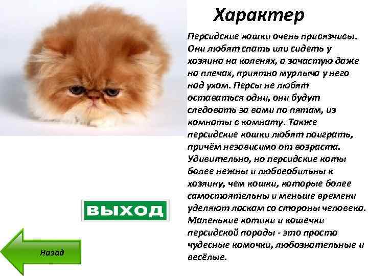 Персидская кошка - описание и характеристики породы, продолжительность жизни, питание, болезни и уход