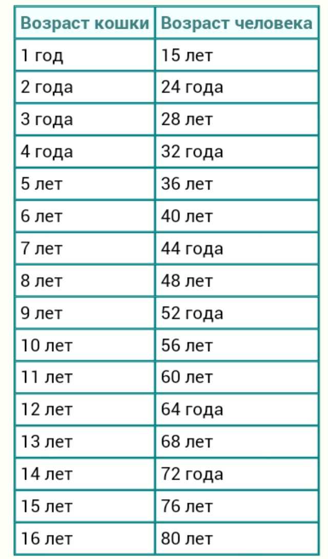 Возраст кошки по человеческим меркам: таблица расчёта лет