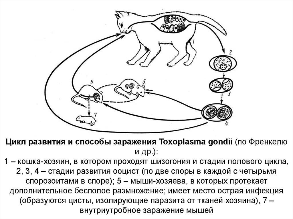 Токсоплазмоз
