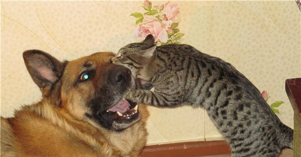 Могут ли коты смеяться