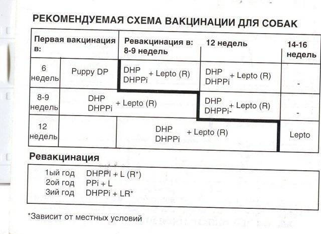 Щенок после прививки: что делать и как правильно